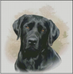 (image for) Black Labrador